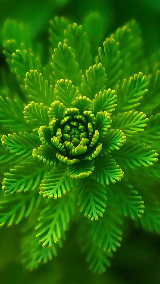 Koleksi wallpaper telefon Oppo yang paling indah