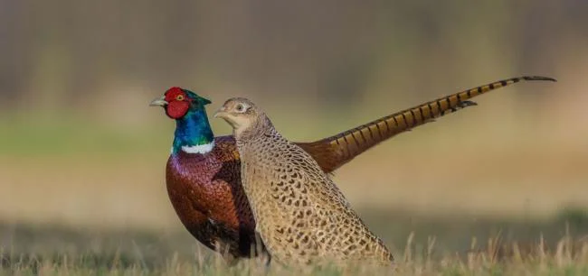 Sintesis burung emas yang paling indah