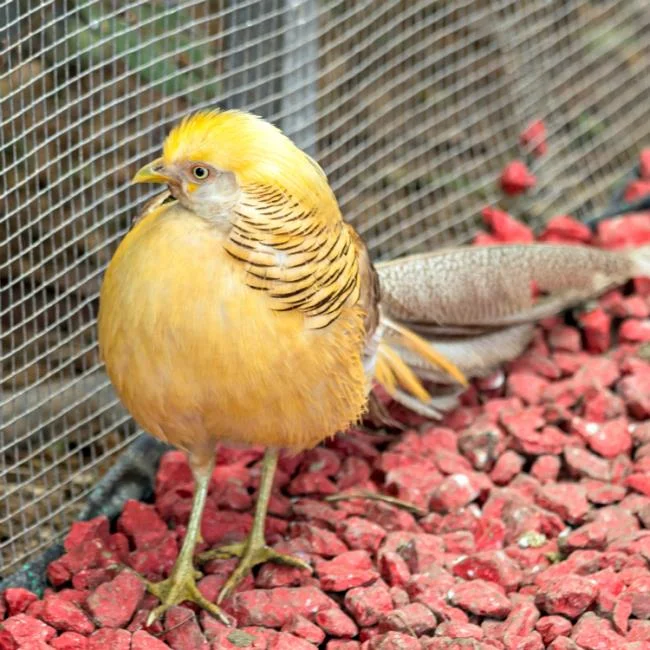 Sintesis burung emas yang paling indah