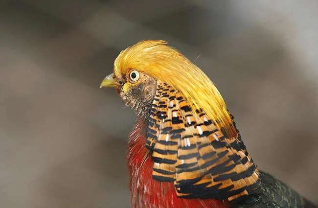 Sintesis burung emas yang paling indah