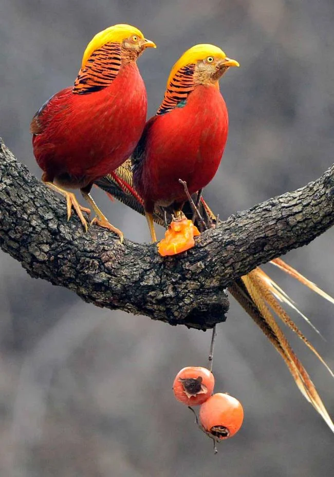 Sintesis burung emas yang paling indah
