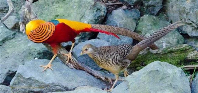 Sintesis burung emas yang paling indah