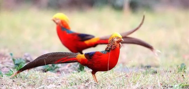 Sintesis burung emas yang paling indah