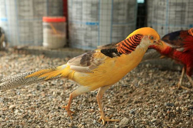 Sintesis burung emas yang paling indah