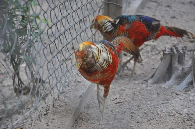 Sintesis burung emas yang paling indah