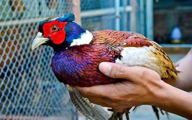 Sintesis burung emas yang paling indah