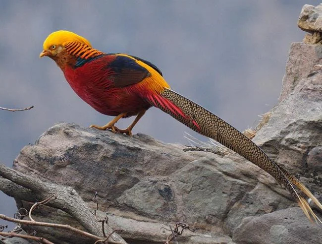 Sintesis burung emas yang paling indah