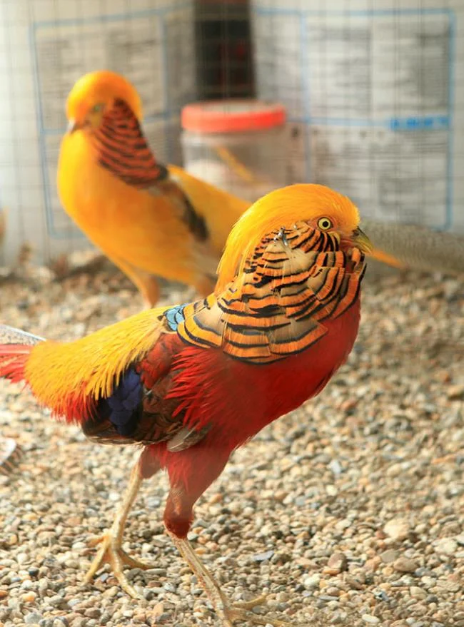 Sintesis burung emas yang paling indah