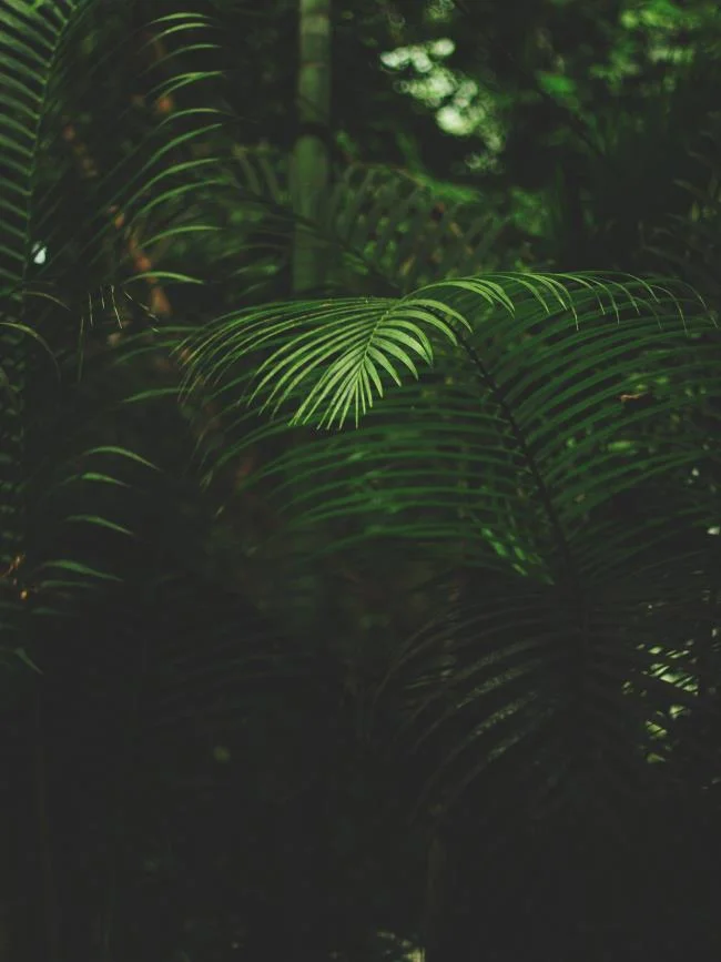 Koleksi wallpaper telefon Oppo yang paling indah