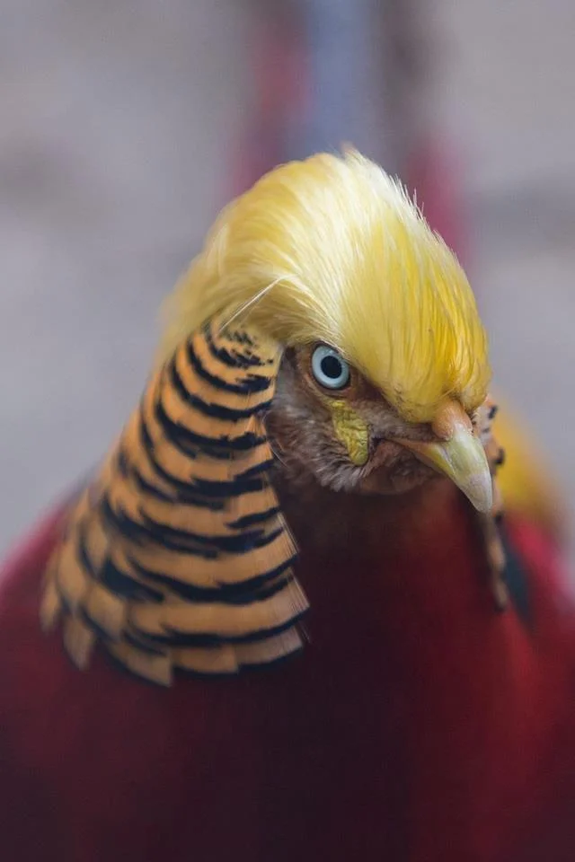 Sintesis burung emas yang paling indah