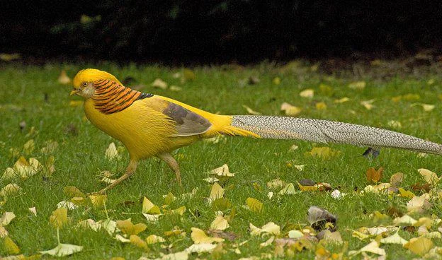 Sintesis burung emas yang paling indah