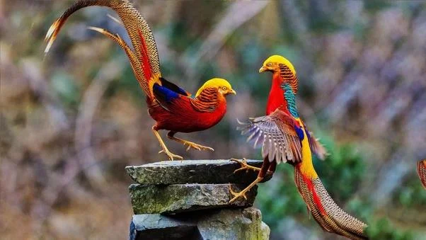 Sintesis burung emas yang paling indah
