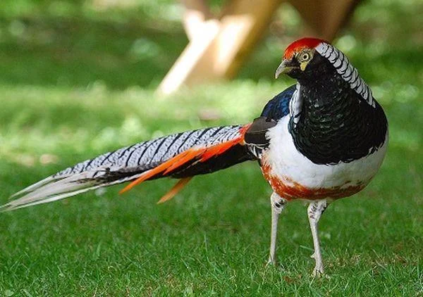 Sintesis burung emas yang paling indah