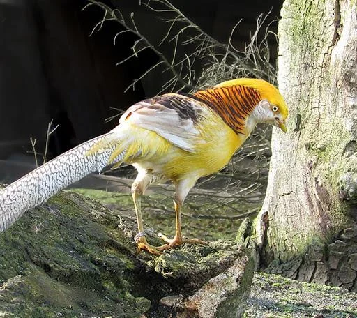 Sintesis burung emas yang paling indah