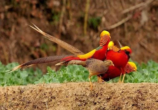 Sintesis burung emas yang paling indah
