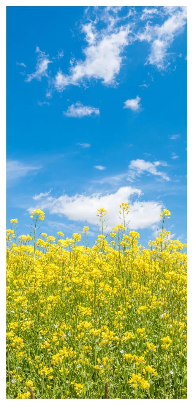 Koleksi wallpaper telefon Oppo yang paling indah