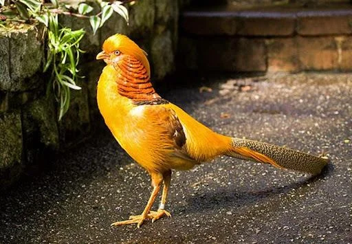 Sintesis burung emas yang paling indah