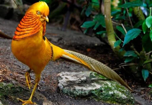 Sintesis burung emas yang paling indah