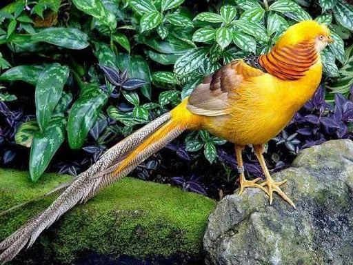 Sintesis burung emas yang paling indah