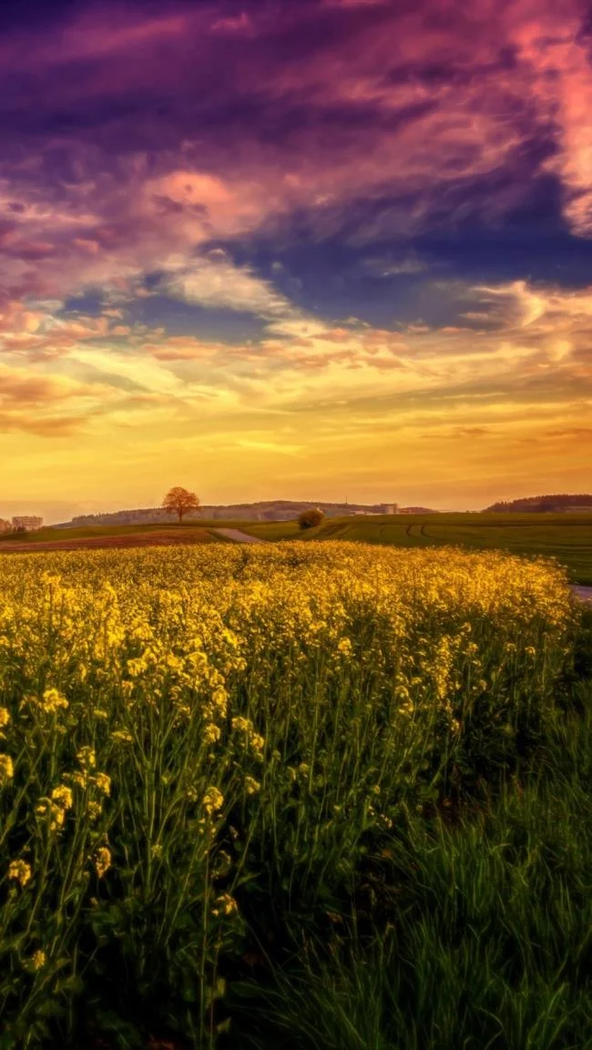 Koleksi wallpaper telefon Oppo yang paling indah