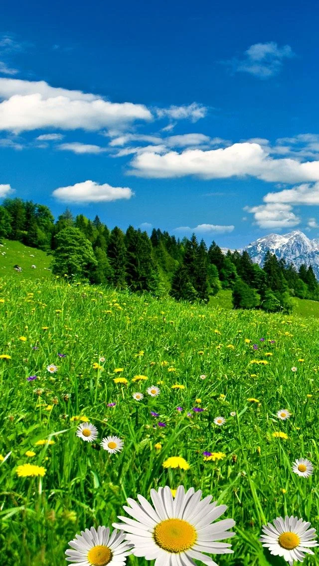 Koleksi wallpaper telefon Oppo yang paling indah