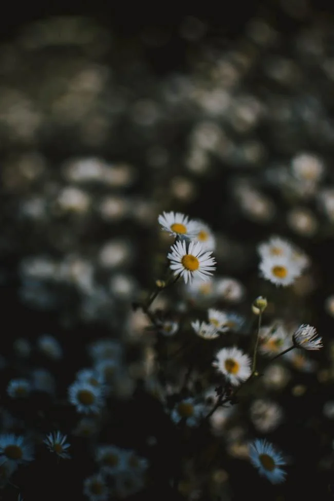 Koleksi wallpaper telefon Oppo yang paling indah