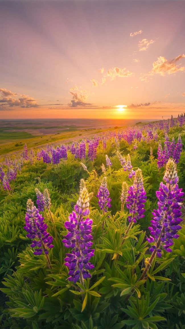 Koleksi wallpaper telefon Oppo yang paling indah
