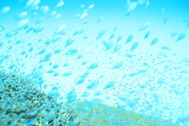 50 gambar kertas dinding biru terindah