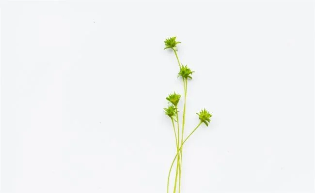 Top 50 en güzel beyaz duvar kağıdı resimleri