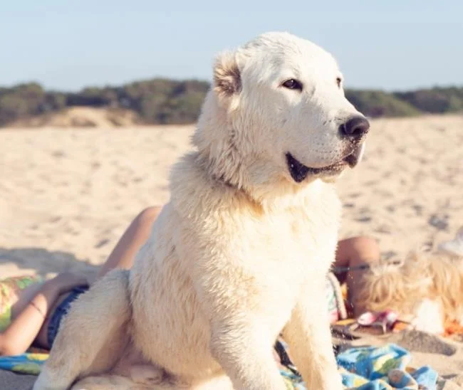 En güzel Alabai köpek