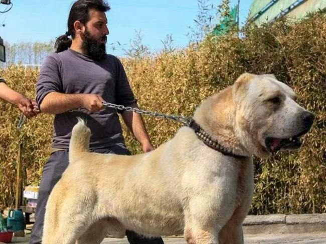 En güzel Alabai köpek