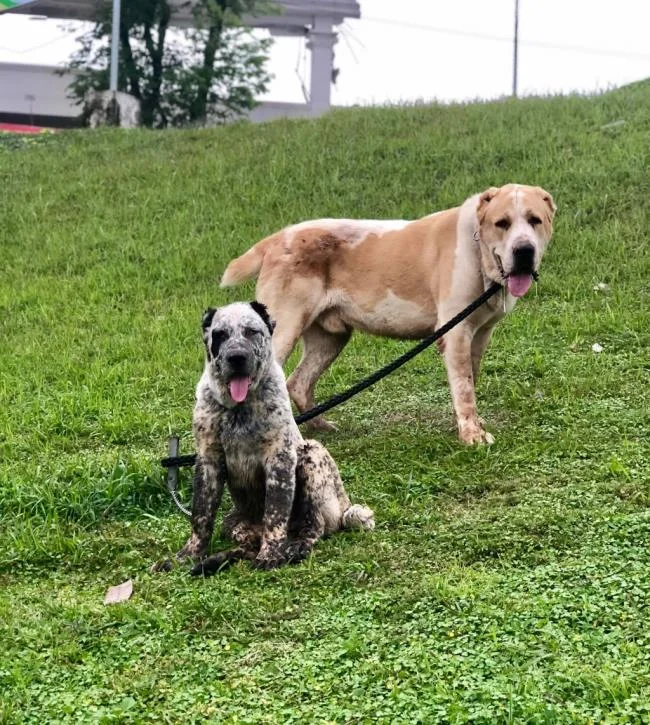 En güzel Alabai köpek