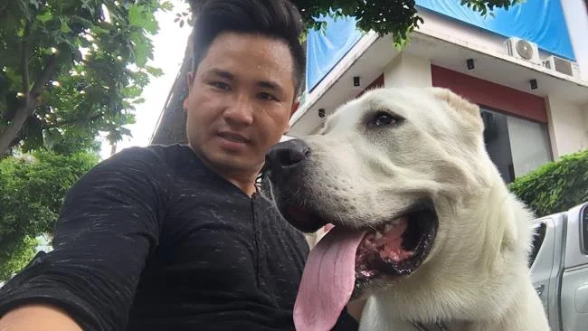 En güzel Alabai köpek