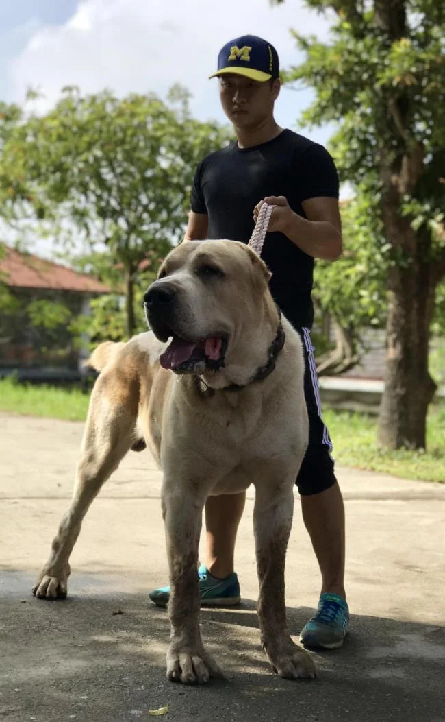 Ringkasan anjing Alabai yang paling cantik