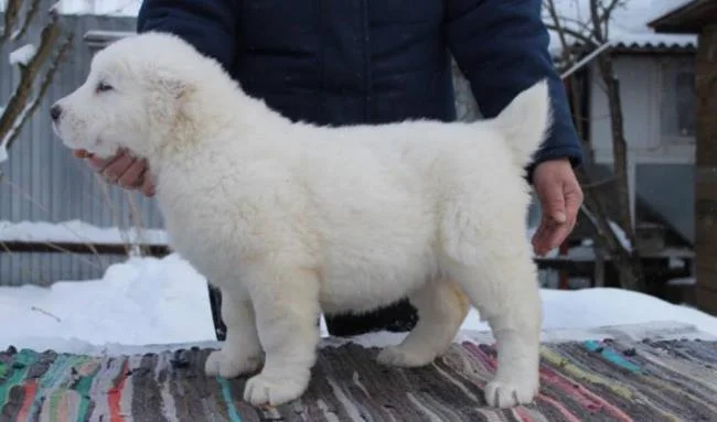 Ringkasan anjing Alabai yang paling cantik