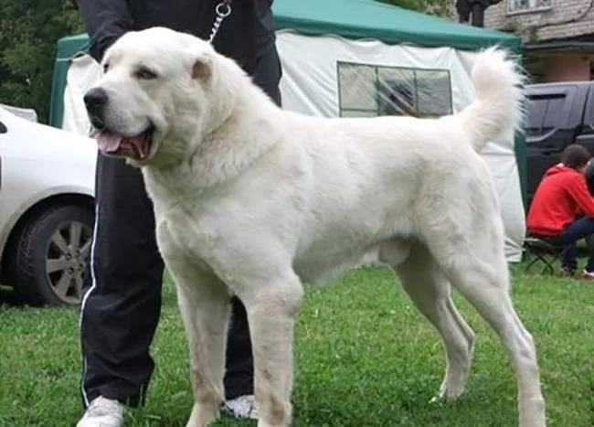 Ringkasan anjing Alabai yang paling cantik