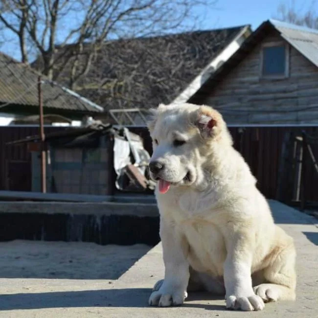 Ringkasan anjing Alabai yang paling cantik