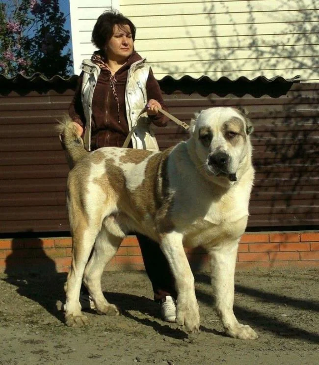 Ringkasan anjing Alabai yang paling cantik