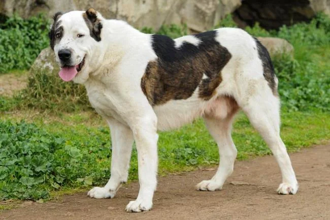 Ringkasan anjing Alabai yang paling cantik