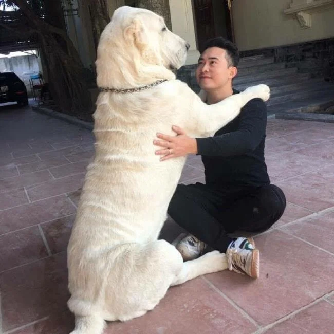 Ringkasan anjing Alabai yang paling cantik