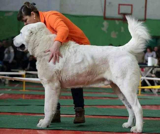 Ringkasan anjing Alabai yang paling cantik
