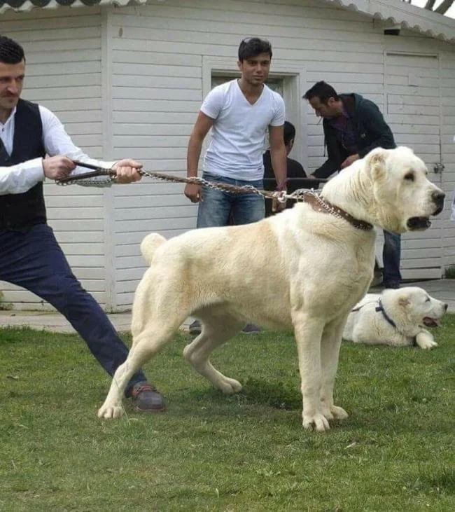 Ringkasan anjing Alabai yang paling cantik