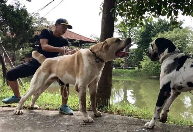 Ringkasan anjing Alabai yang paling cantik