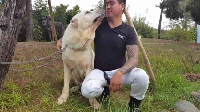Ringkasan anjing Alabai yang paling cantik