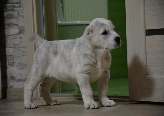 Ringkasan anjing Alabai yang paling cantik