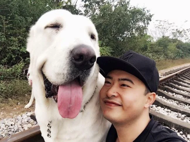 Ringkasan anjing Alabai yang paling cantik