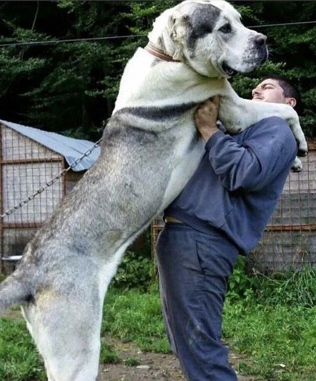 Ringkasan anjing Alabai yang paling cantik