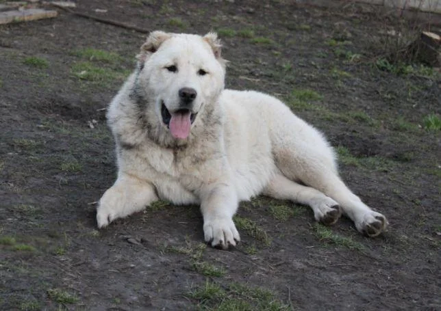 Ringkasan anjing Alabai yang paling cantik