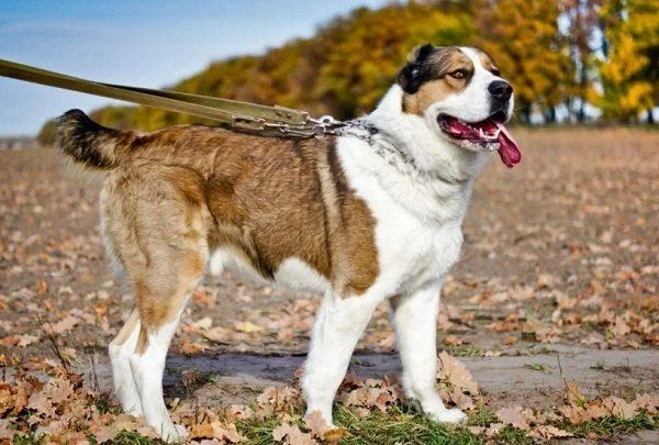 Ringkasan anjing Alabai yang paling cantik