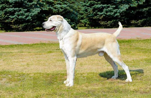 Ringkasan anjing Alabai yang paling cantik